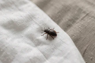 Gros plan d'un insecte noir sur des draps blancs de lit en coton, vue macro réaliste